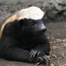 Badgerhoney profil fotoğrafı