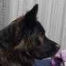 Lando's profile picture