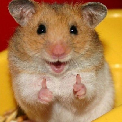 hamsterinapeacoat's profile picture
