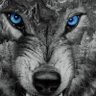 Canis Lupus 的头像