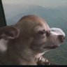 Morasc profil fotoğrafı