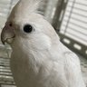 Фото профиля precious-bird2020
