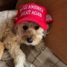 Fancy socks 🇨🇦🇮🇹's profile picture