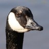 Girdiel Böhmer's profile picture
