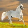 عاشق البحر's profile picture