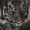 Patriote/Tigre😾 profil fotoğrafı