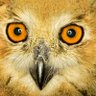Aboali.40786 profil fotoğrafı