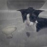 Profilbild von Merlin.-