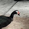 Фото профиля Duckland