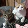 Фото профиля Cats🌞