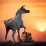 Фото профиля salim hamoud