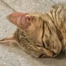Lau profil fotoğrafı