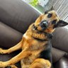 شیر زادہ profil fotoğrafı