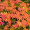 AutumnAcer 的头像