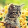 🌻m¤τ¤🐾🇯🇵と🇯🇵人を護りたい🥲 的头像