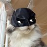 Mul Yoon O's profile picture