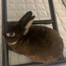 よこたぽ🐰❤️ profil fotoğrafı