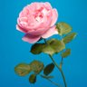 Фото профиля Lacey Taylor