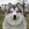 動物になれる! とことこ動物園's profile picture