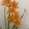 orquidea linda profil fotoğrafı