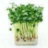 かいわれ大根🌱🤮🦷 的头像