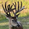 Deer Farmer 的头像
