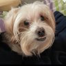 💜🦋🐶🦄Lola's profile picture