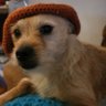 RLeopard's profile picture