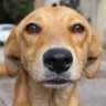 Memelo's profile picture