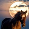 Фото профиля عهـــــدKSA𓍢ִ໋𓍢🦌