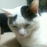 猫好き౨ৎ's profile picture