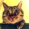 Ezio Wang's profile picture