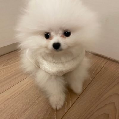 ポメのくま太🧸's profile picture