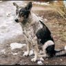 Indian Street Dog profil fotoğrafı