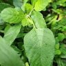 Фото профиля Honaan