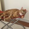 spring roll's profile picture