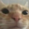 Profilbild von Miaw