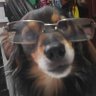 VitorZero3UM🐕🐶's profile picture