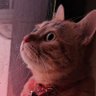 CUP OF JOY's profile picture