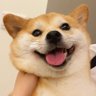 城仔（Bitget返佣70%开通） 的头像
