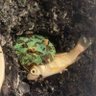 Bugs n Frogs n Shit 的头像