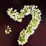 Simran's profile picture