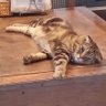 Profilbild von ねこぱんちですっ⭐