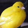 Фото профиля Semitism Canary