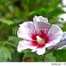 ミョンファナ profil fotoğrafı
