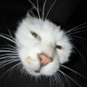 bibblebarb's profile picture