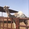 Фото профиля ﮼محمد ﮼آل ﮼روق