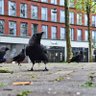 Gungnir 🐦⬛🖤🇳🇴🇩🇰🇮🇸🇸🇪 profil fotoğrafı