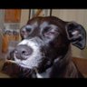 Profilbild von El Perro Que Fuma.