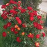 هدایت عظیمی فر's profile picture